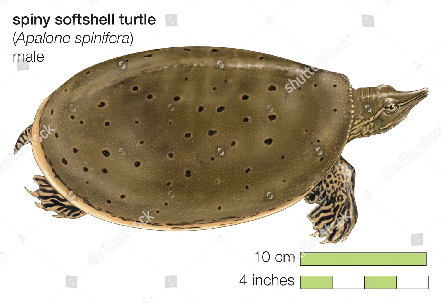 Spiny Softshell Turtle Apalone Spinifera Editorial Stock Photo Stock
