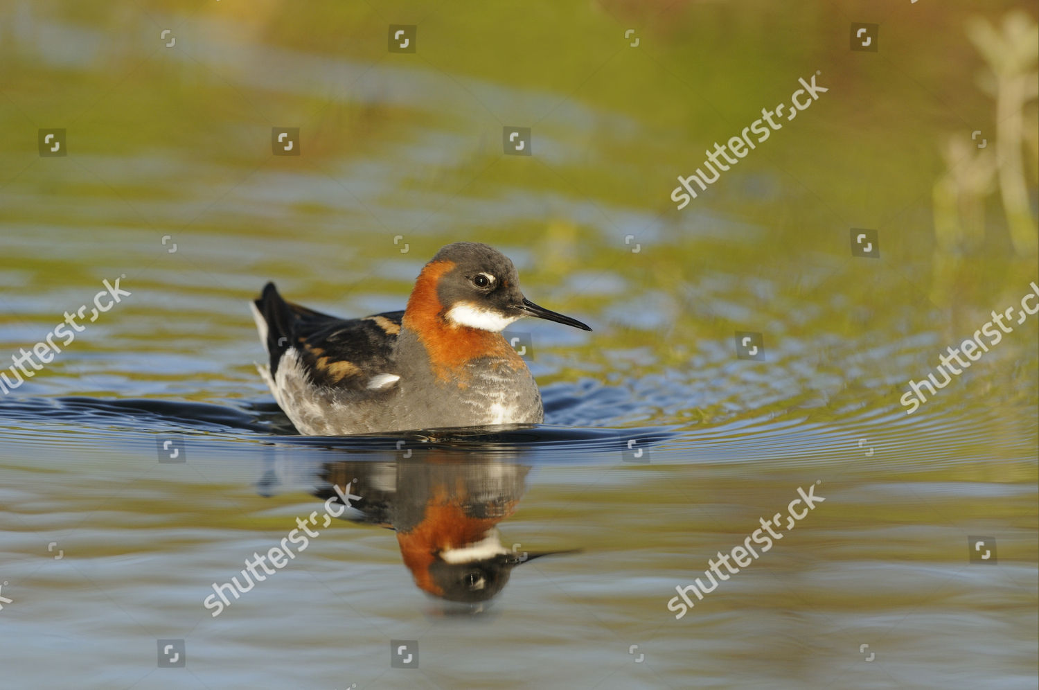 Rednecked Phalarope Phalaropus Lobatus Adult Female Editorial Stock