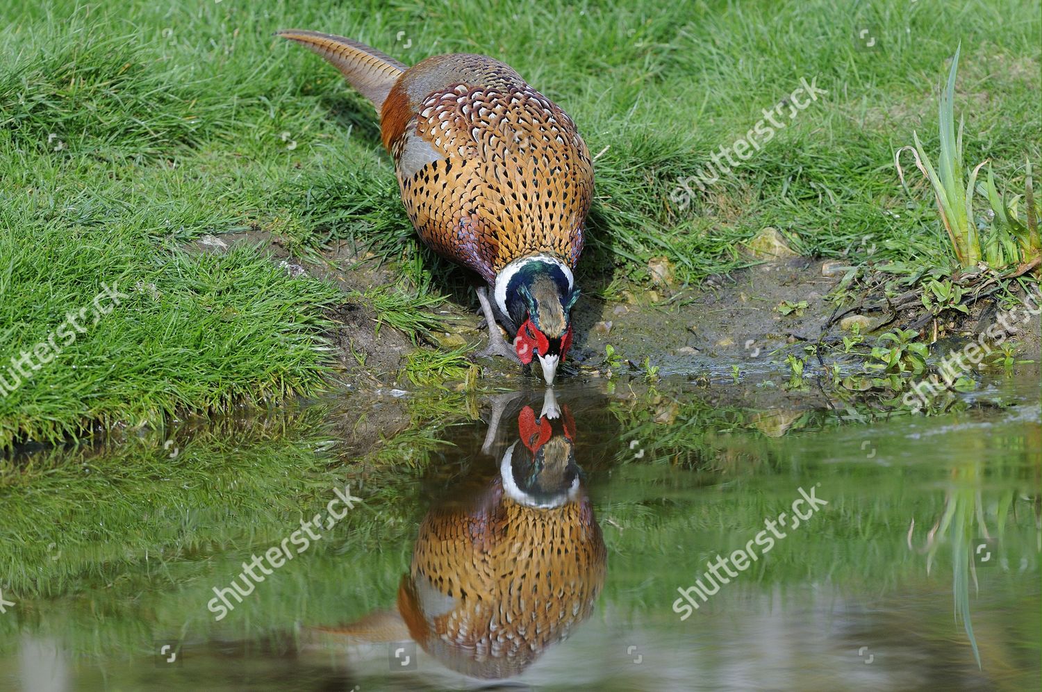 Common Pheasant Phasianus Colchicus Adult Male Editorial Stock Photo