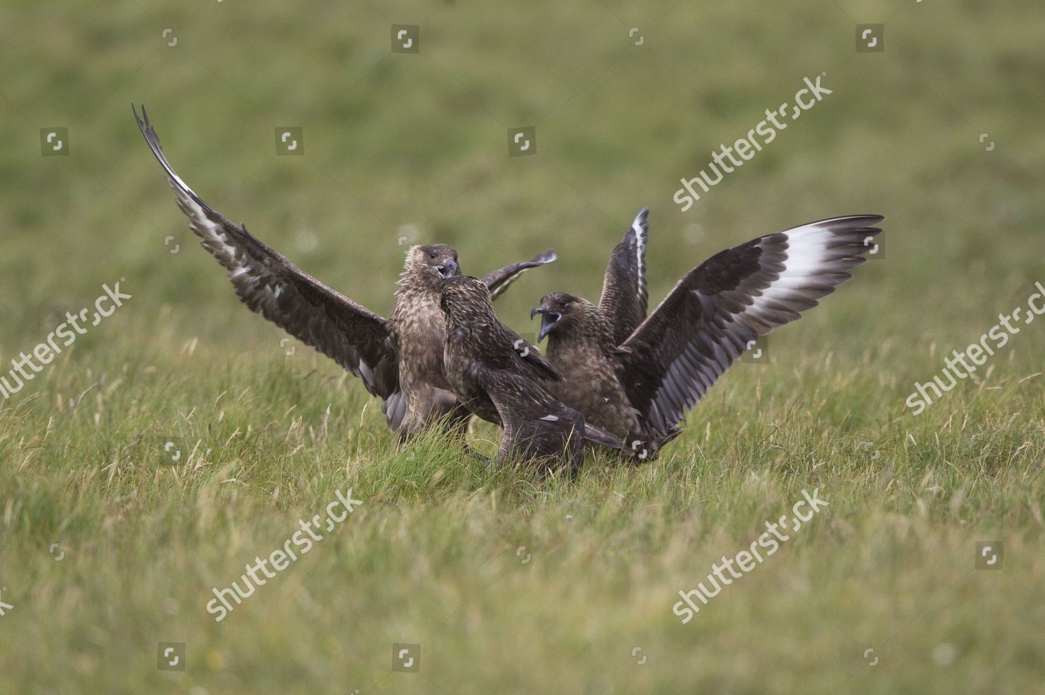 Great Skua Stercorarius Skua Three Adults Editorial Stock Photo Stock