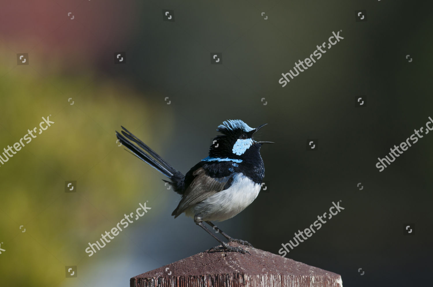 Superb Fairywren Malurus Cyaneus Adult Male Editorial Stock Photo