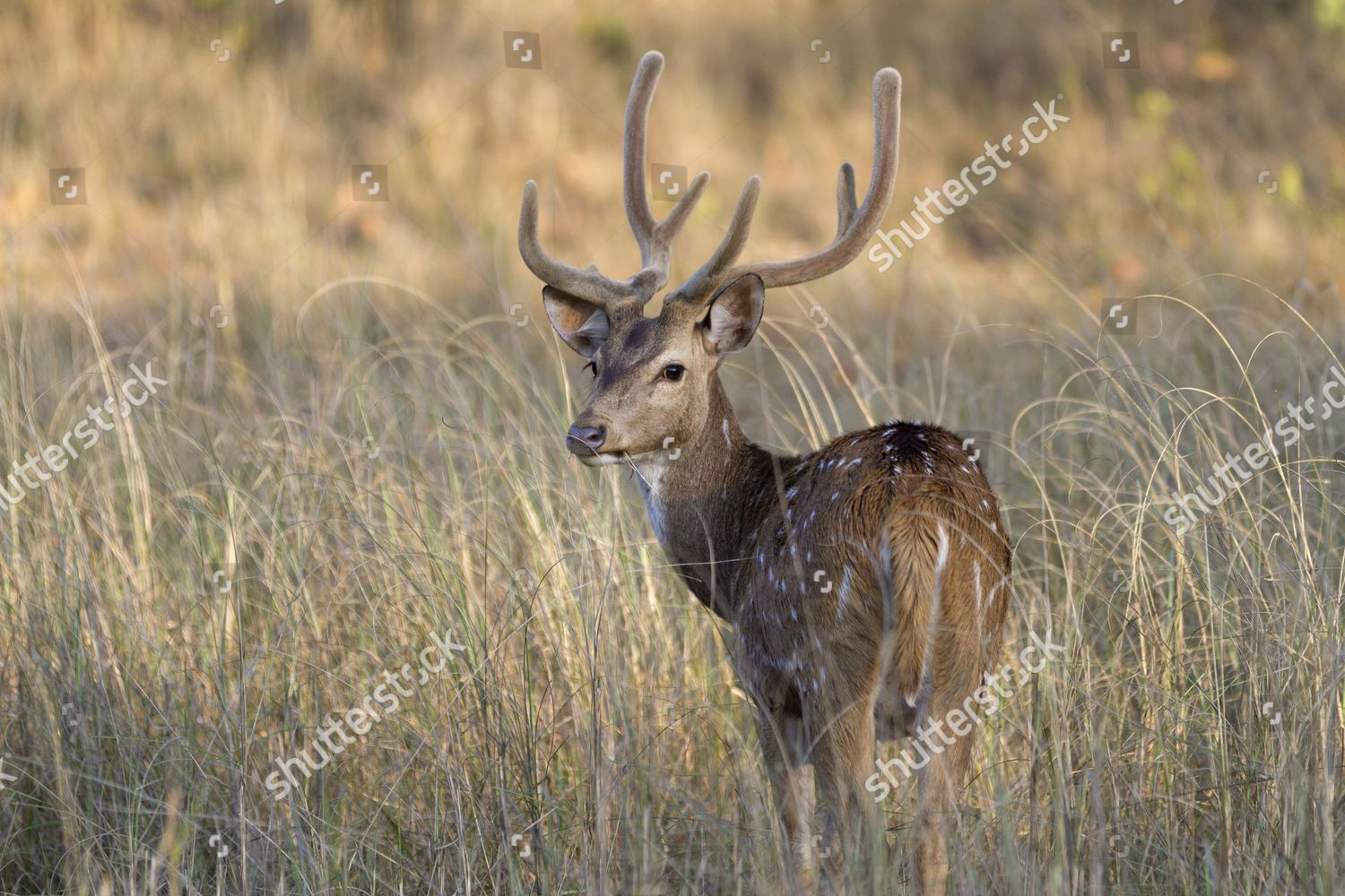 Spotted Deer Axis Axis Adult Male Editorial Stock Photo Stock Image