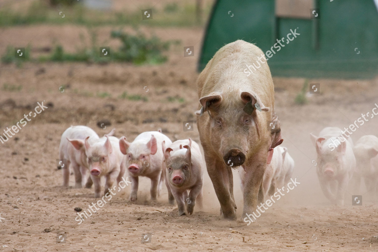 Domestic Pig Large White X Landrace Editorial Stock Photo Stock Image