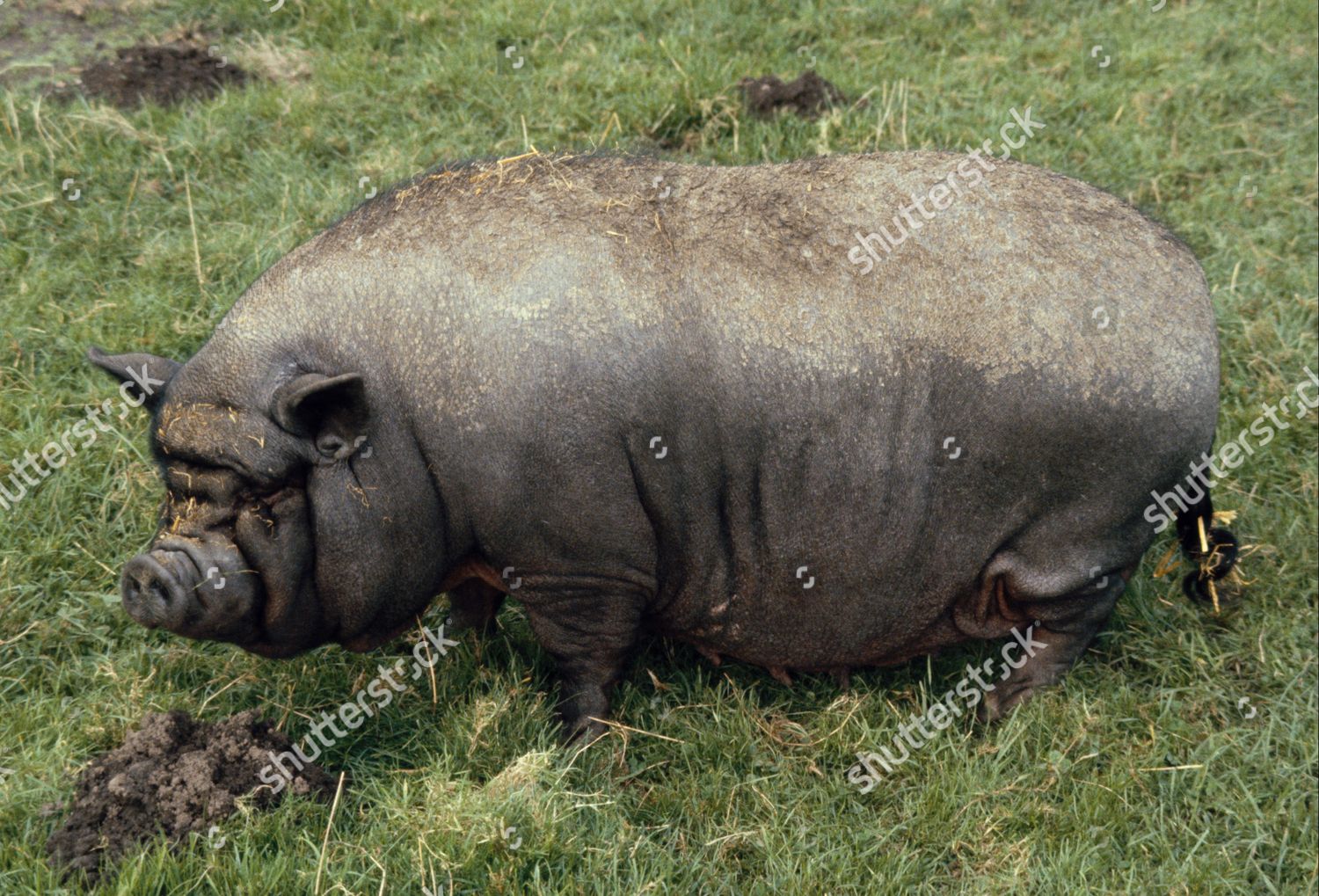 Domestic Pig Vietnamese Potbellied Pig Adult Editorial Stock Photo