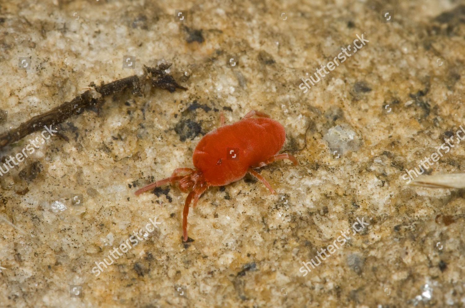 Red Velvet Mite Trombidium Sp Adult Editorial Stock Photo Stock Image