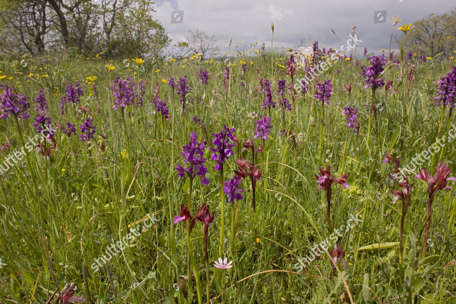 Pink Butterfly Orchid Orchis Papilionacea Greenwinged Editorial Stock