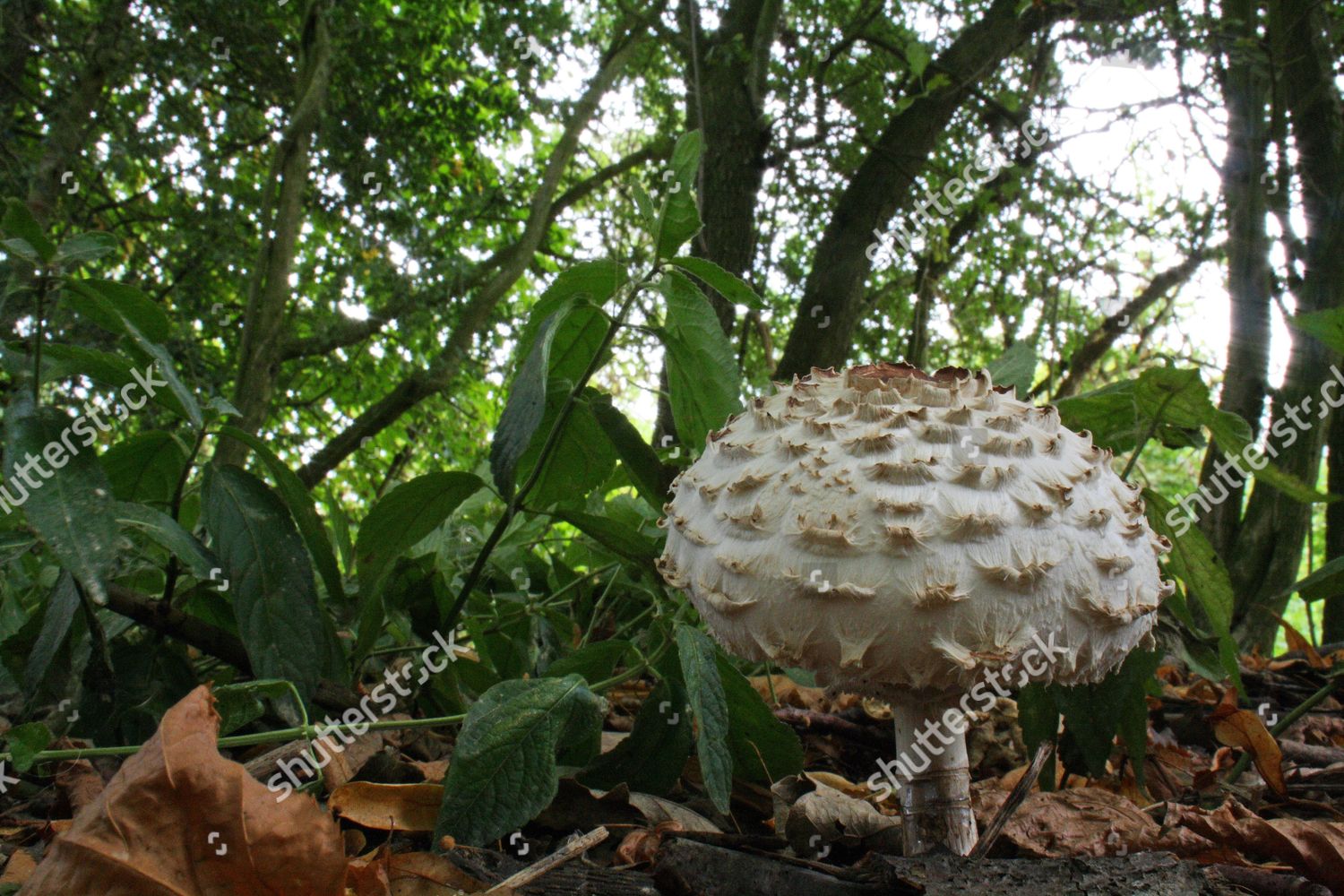 Shaggy Parasol Macrolepiota Rhacodes Fruiting Body Editorial Stock