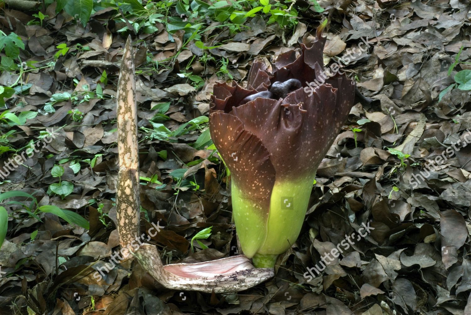 Elephant Yam Amorphophallus Campanulatus Flower Germination Editorial