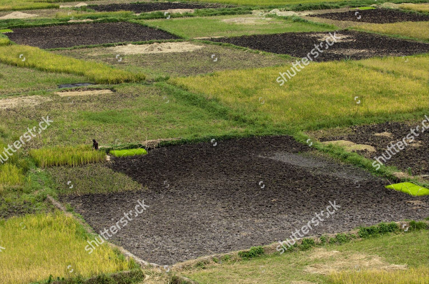 Rice Oryza Sativa Crop Paddyfields Valley Editorial Stock Photo Stock