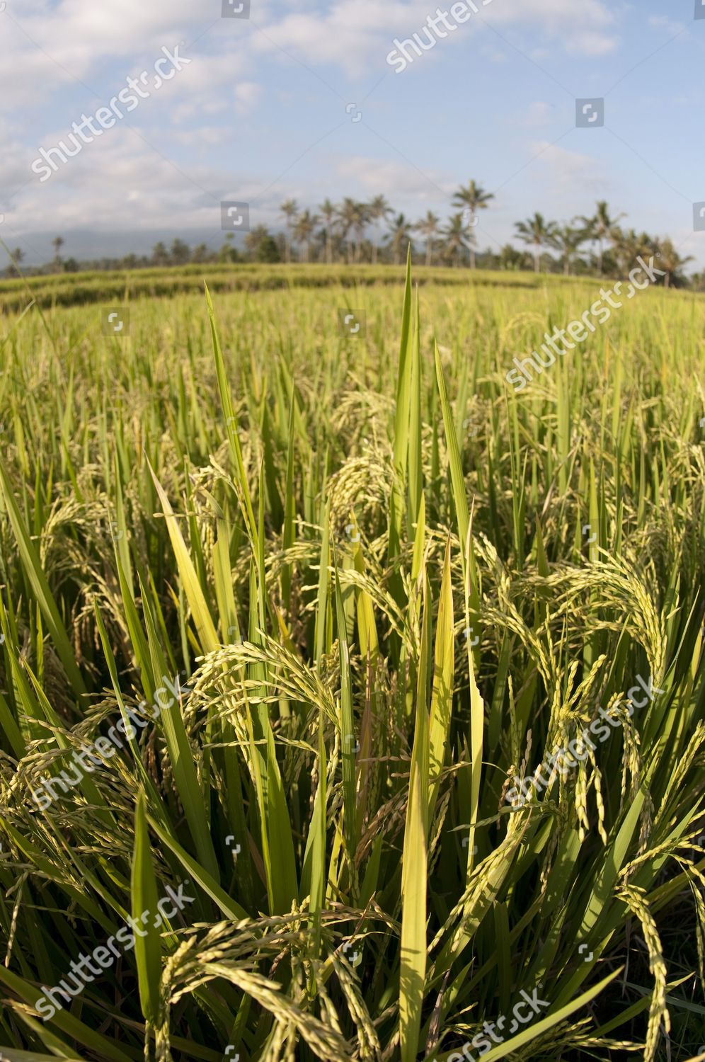 RICE ORYZA SATIVA CROP SEEDHEADS PADDYFIELD Editorial Stock Photo