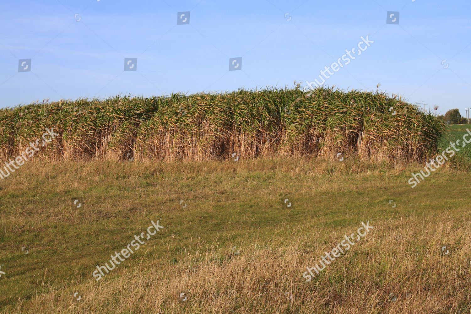 Elephant Grass Miscanthus X Giganteus Grown Editorial Stock Photo