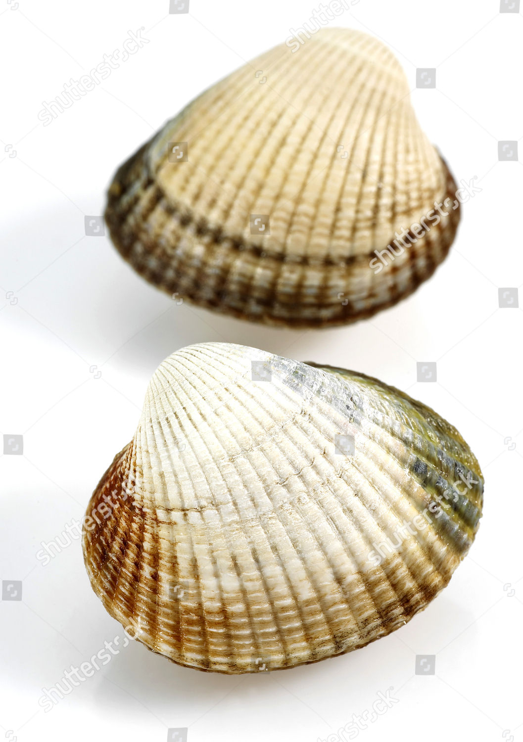 Common Cockle Cerastoderma Edule Shells Editorial Stock Photo Stock