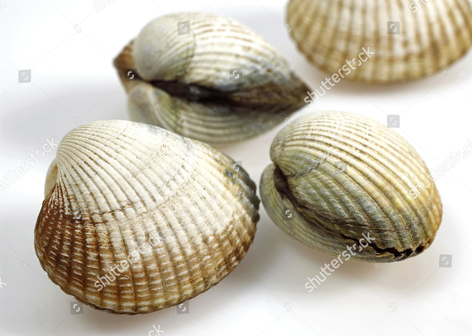 Common Cockle Cerastoderma Edule Shells Editorial Stock Photo Stock