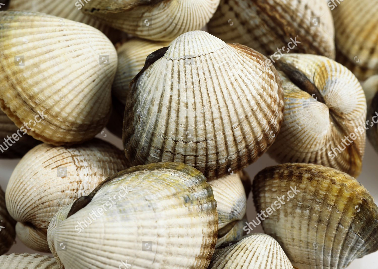 Common Cockle Cerastoderma Edule Editorial Stock Photo Stock Image