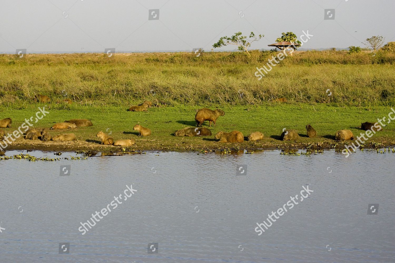 Capybara Hydrochoerus Hydrochaeris Group Standing Swamp Editorial Stock