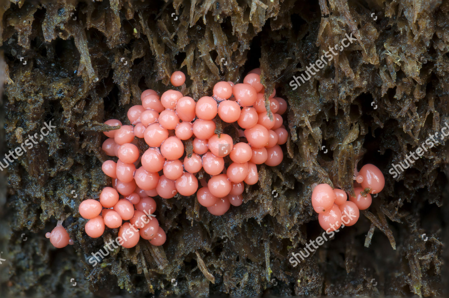 Red Slime Mould Myxomycet Arcyria Fruiting Editorial Stock Photo