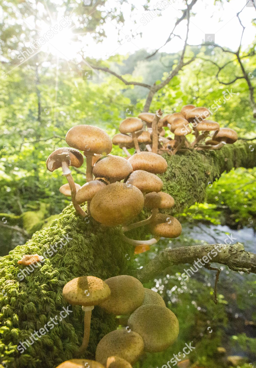 Funghi On Oak Tree Branch Rydal Editorial Stock Photo Stock Image