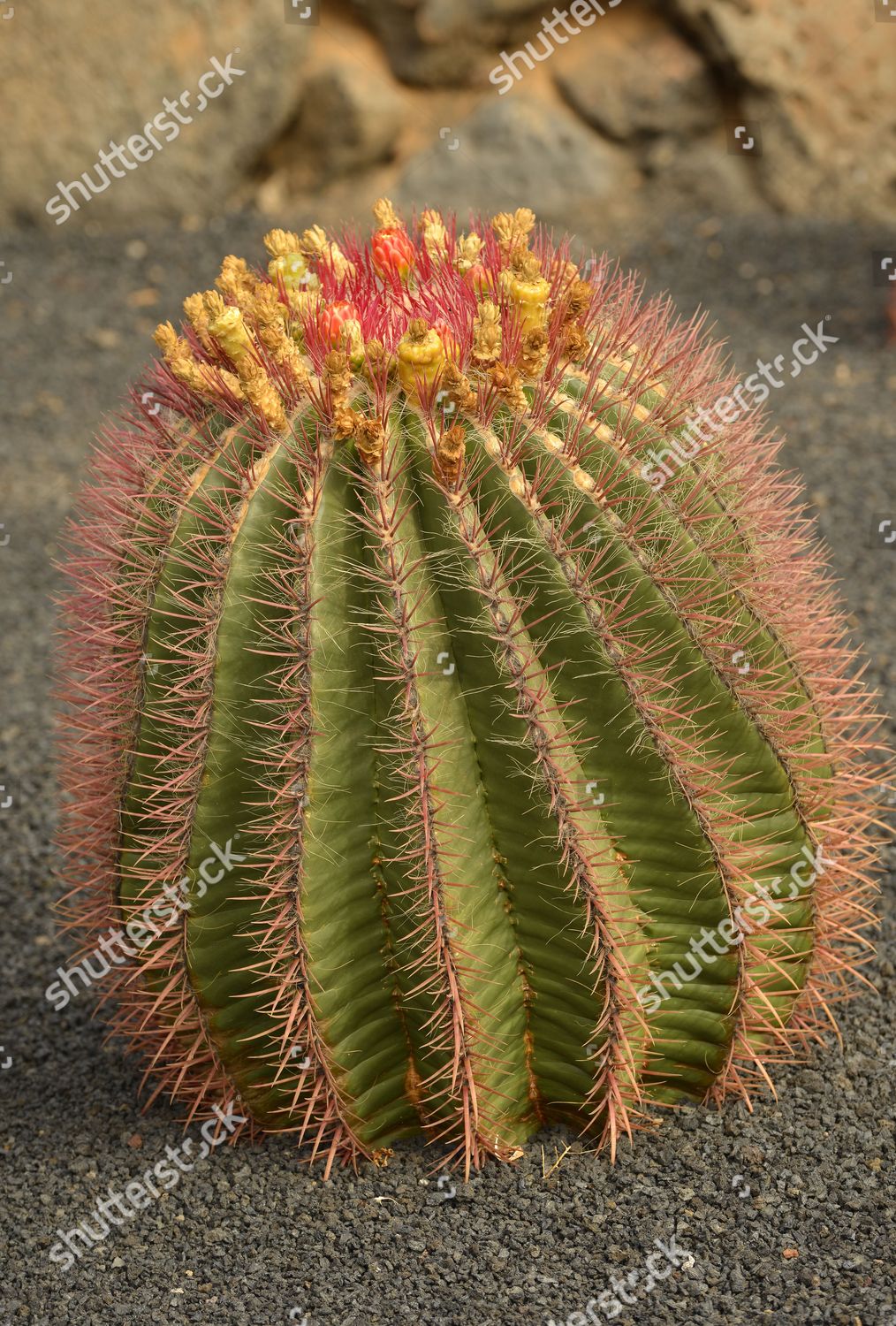 Cactus Ferocactus Stainesii Var Pilosus Ferocactus Editorial Stock