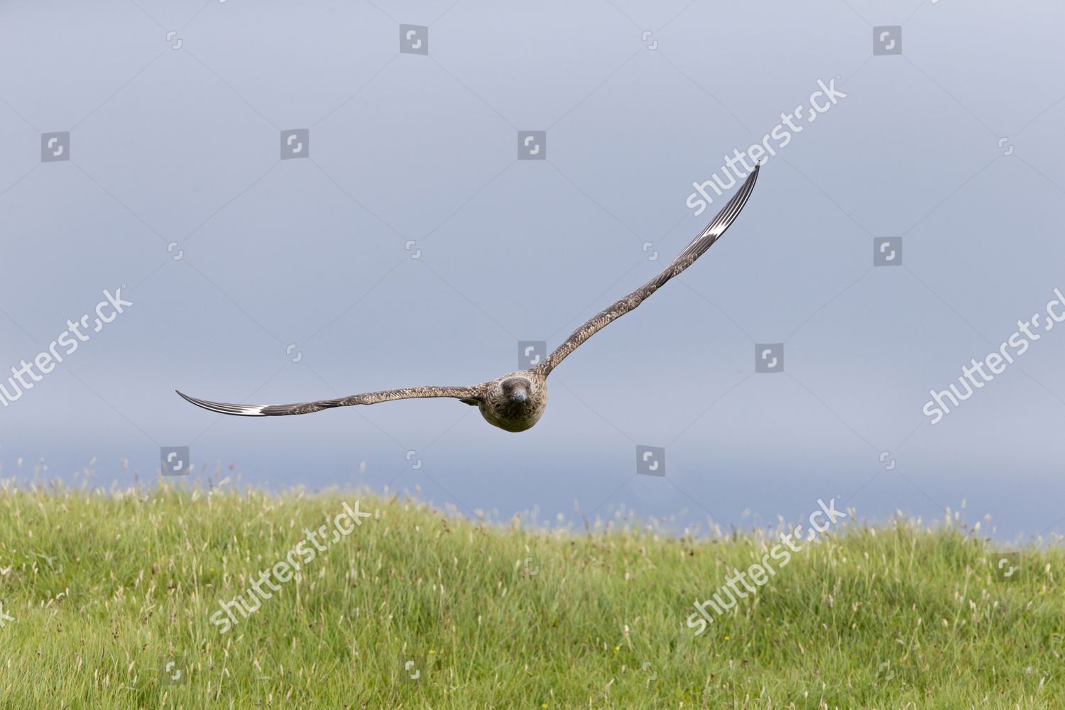 Great Skua Stercorarius Skua Adult Low Editorial Stock Photo Stock