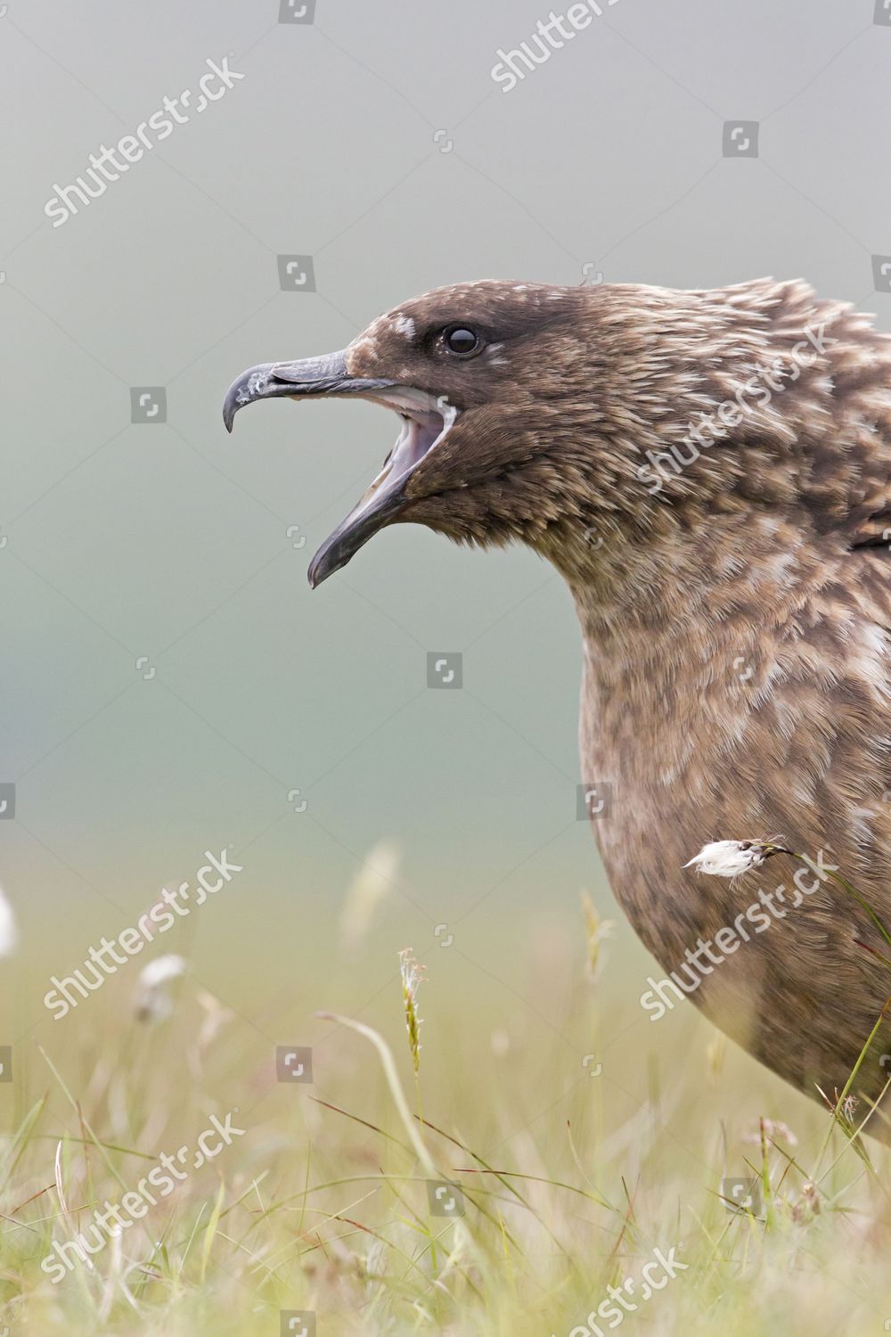 Great Skua Stercorarius Skua Adult Closeup Editorial Stock Photo