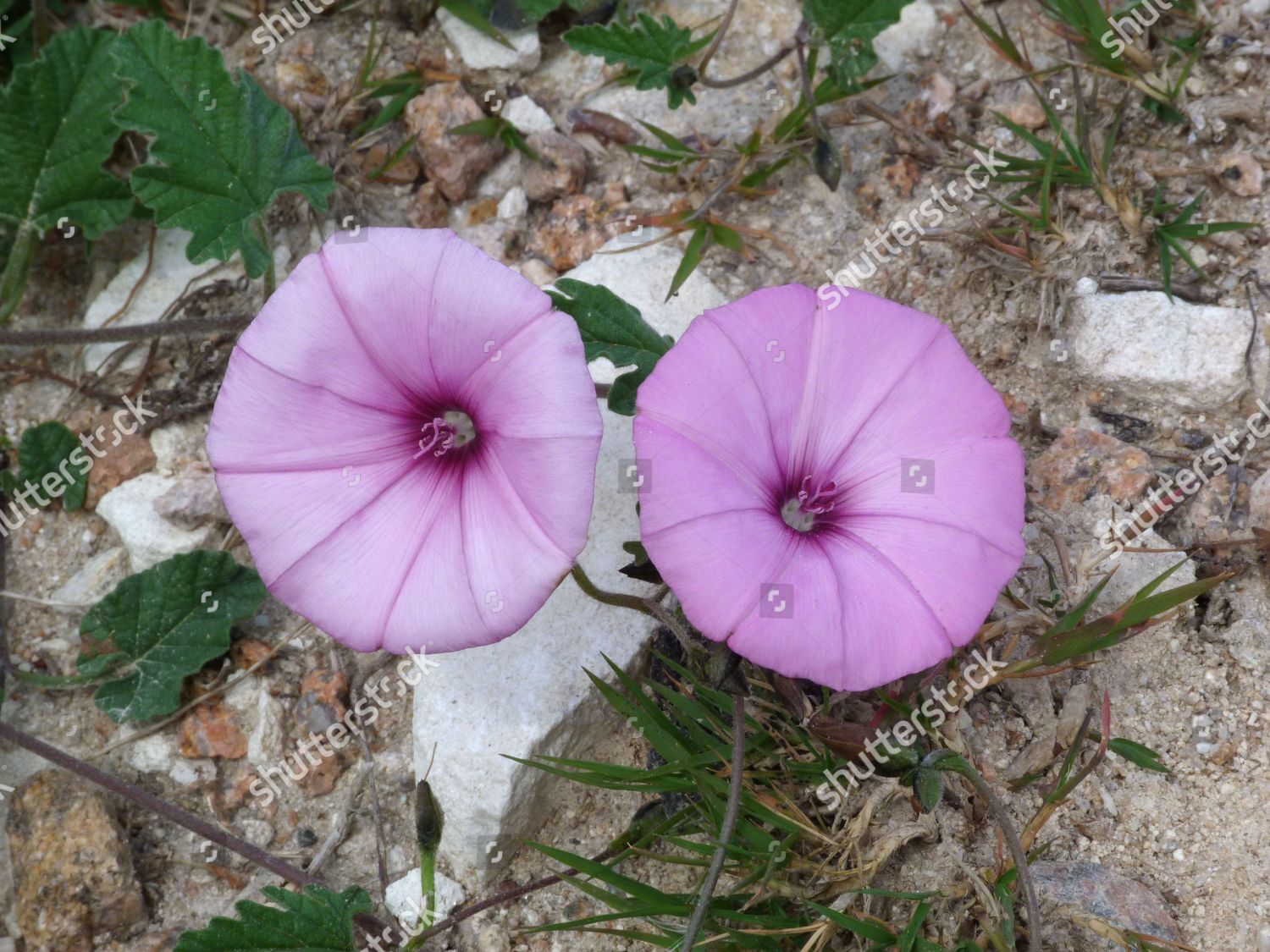 Mallowleaved Bindweed Convolvulus Althaeoides Closeup Flowers Editorial