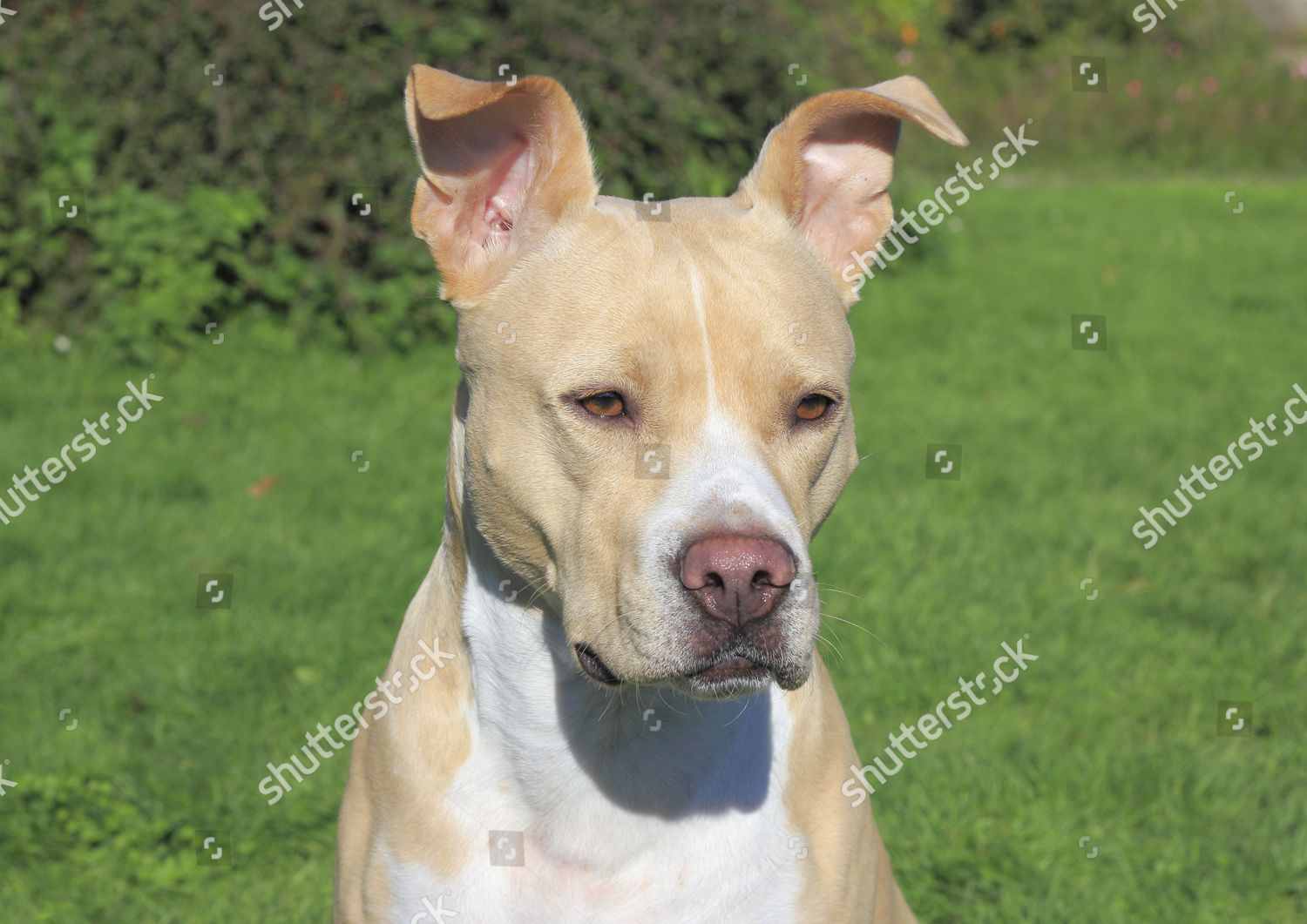 American Pit Bull Terrier Bitch 5 Editorial Stock Photo Stock Image