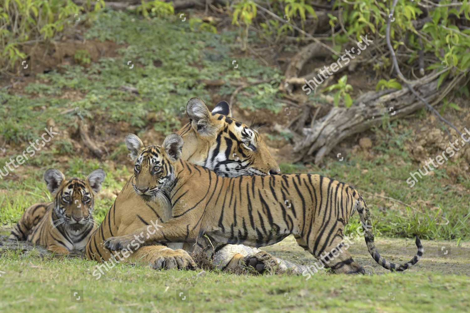 Bengal Tigers Panthera Tigris Tigris Female Editorial Stock Photo