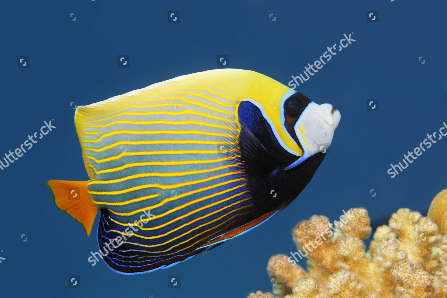 Mature imperator angel fish