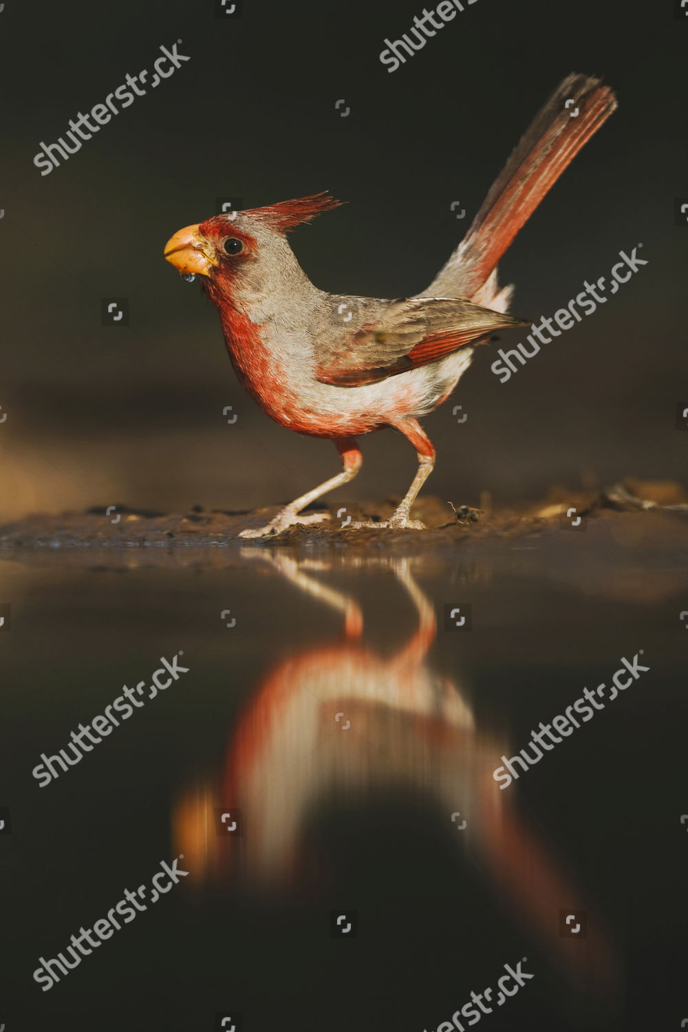 Pyrrhuloxia Cardinalis Sinuatus Male Drinking Rio Editorial Stock Photo