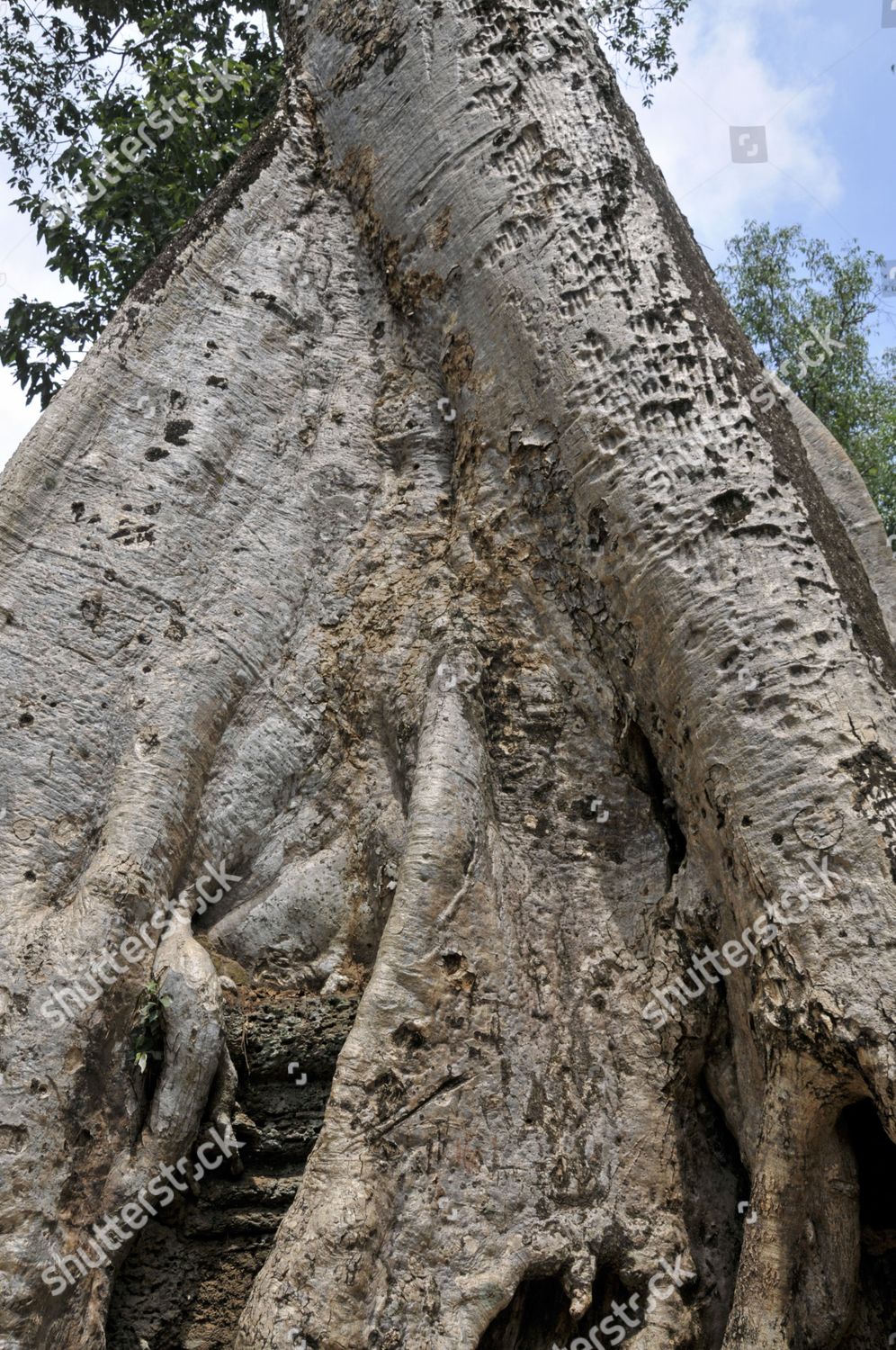 Tetrameles Tree Tetrameles Nudiflora Trees Roots Editorial Stock Photo