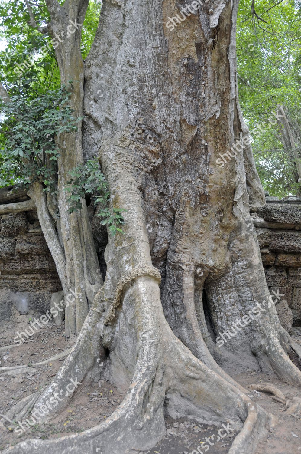 Tetrameles Tree Tetrameles Nudiflora Trees Roots Editorial Stock Photo