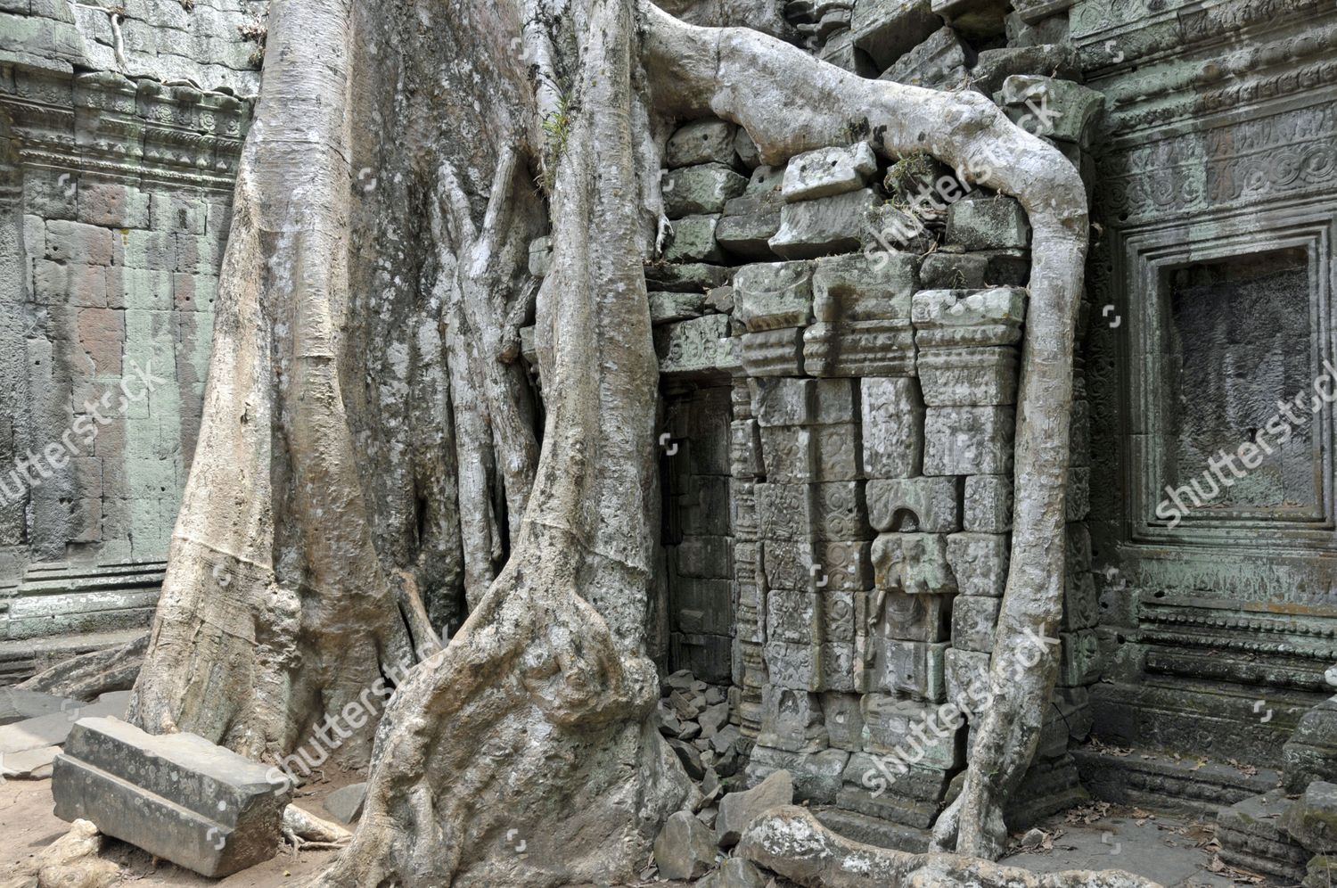 Tetrameles Tree Tetrameles Nudiflora Trees Roots Editorial Stock Photo