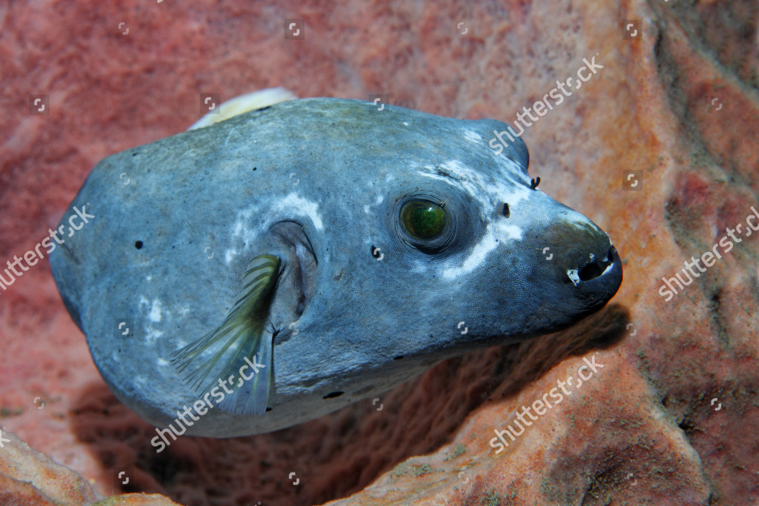 Blackspotted Puffer Arothron Nigropunktatus Resting Sponge Editorial