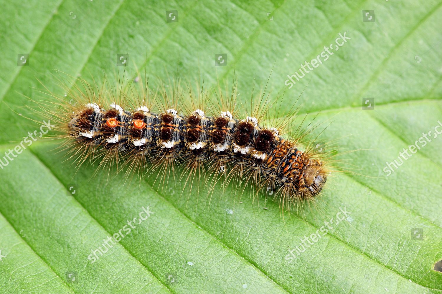 Brown Tail Euproctis Chrysorrhoea Caterpillar Provence Editorial Stock