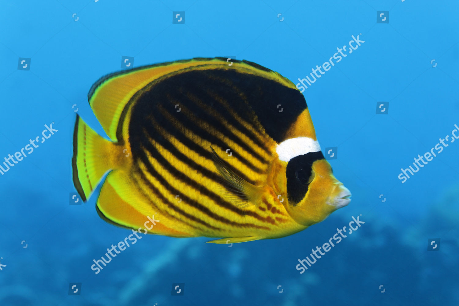 Diagonal Butterflyfish Racconbutterflyfish Chaetodon Fasciatus Sideways