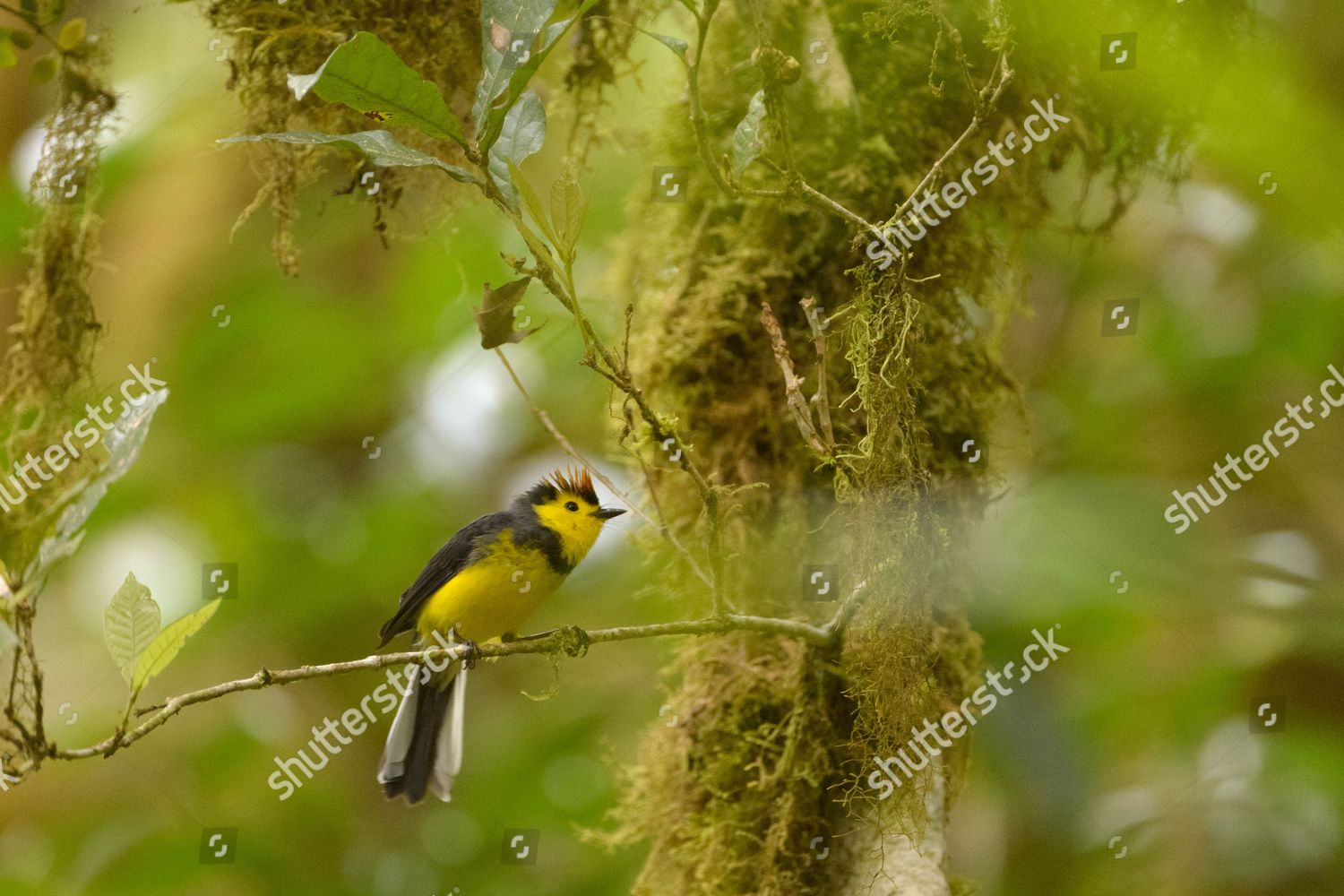 Collared Whitestart Collared Redstart Myioborus Torquatus Editorial