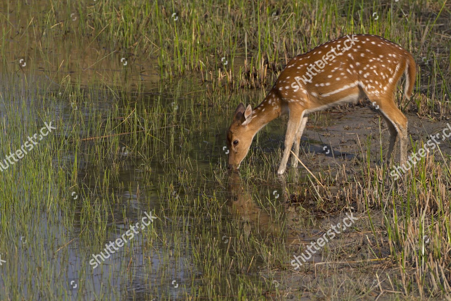 Spotted Deer Axis Axis Adult Female Editorial Stock Photo Stock Image