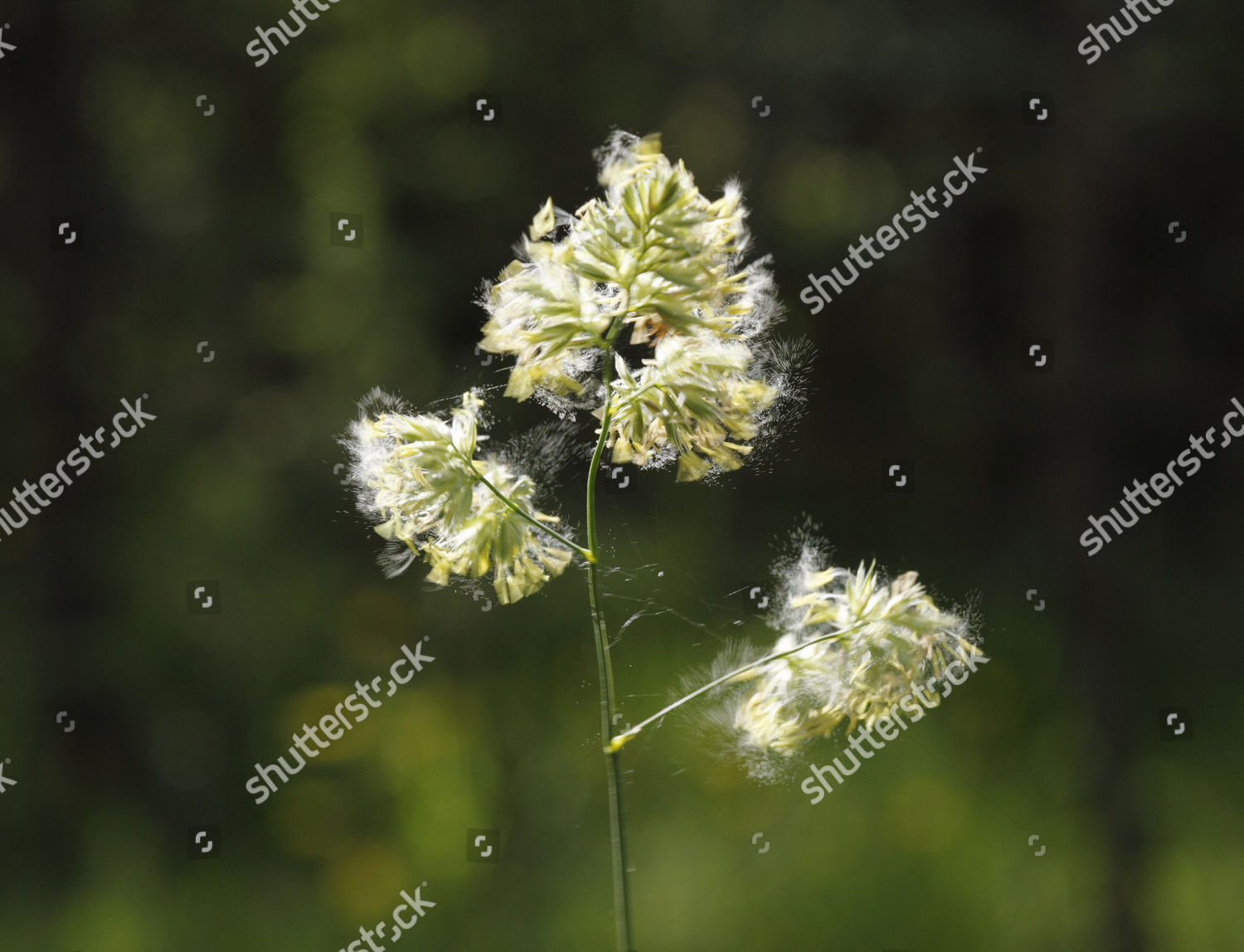 Cocks Foot Orchard Grass Dactylis Glomerata Editorial Stock Photo