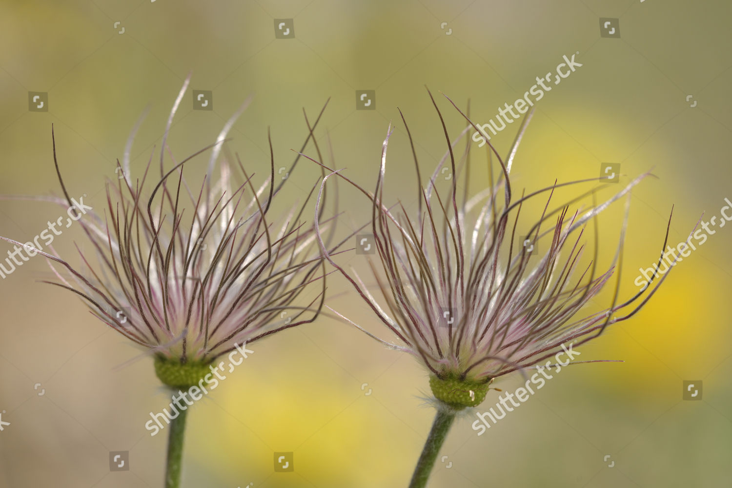 Black Pasque Flowers Pulsatilla Pratensis Subsp Editorial Stock Photo