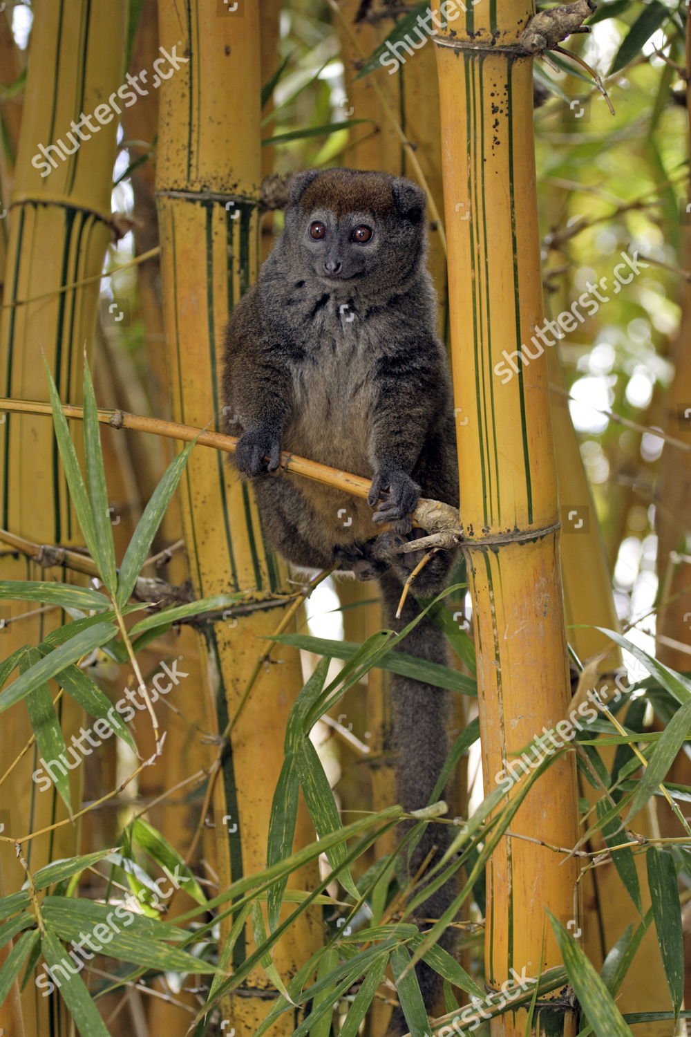 Eastern Lesser Bamboo Lemur Hapalemur Griseus Editorial Stock Photo