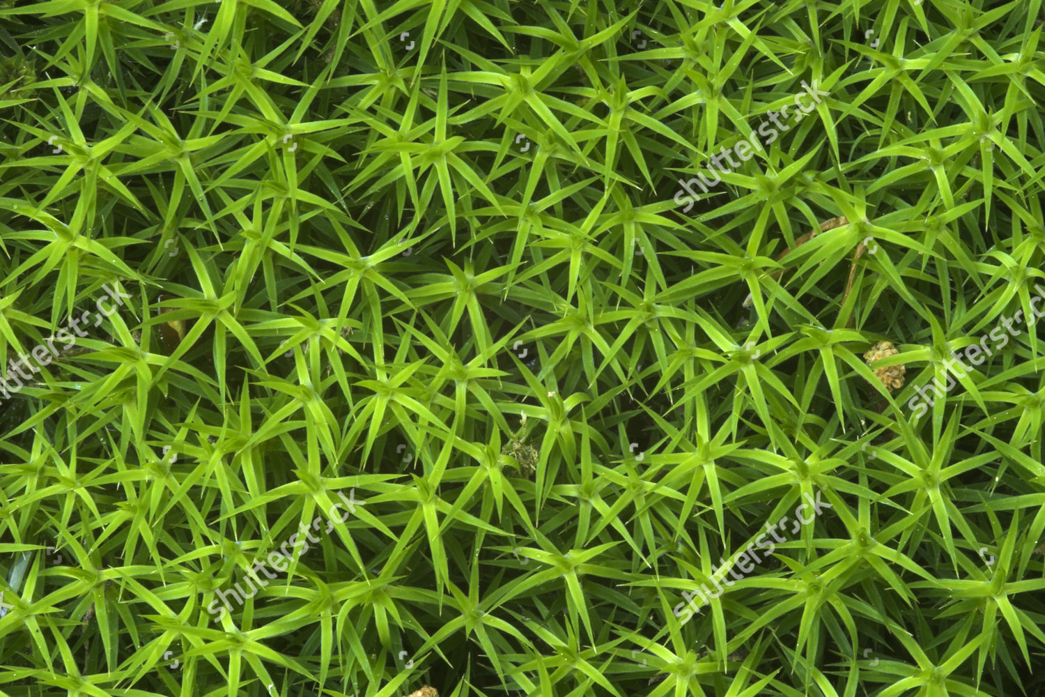 Haircap Moss Polytrichum Formosum Forest Near Editorial Stock Photo