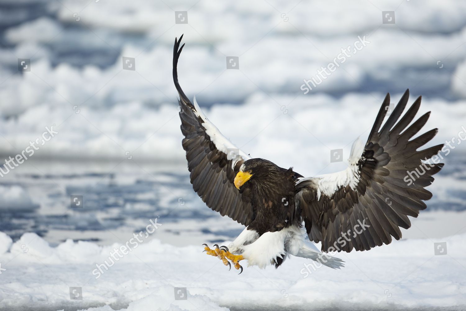 Stellers Seaeagle Haliaeetus Pelagicus Adult Flight Editorial Stock