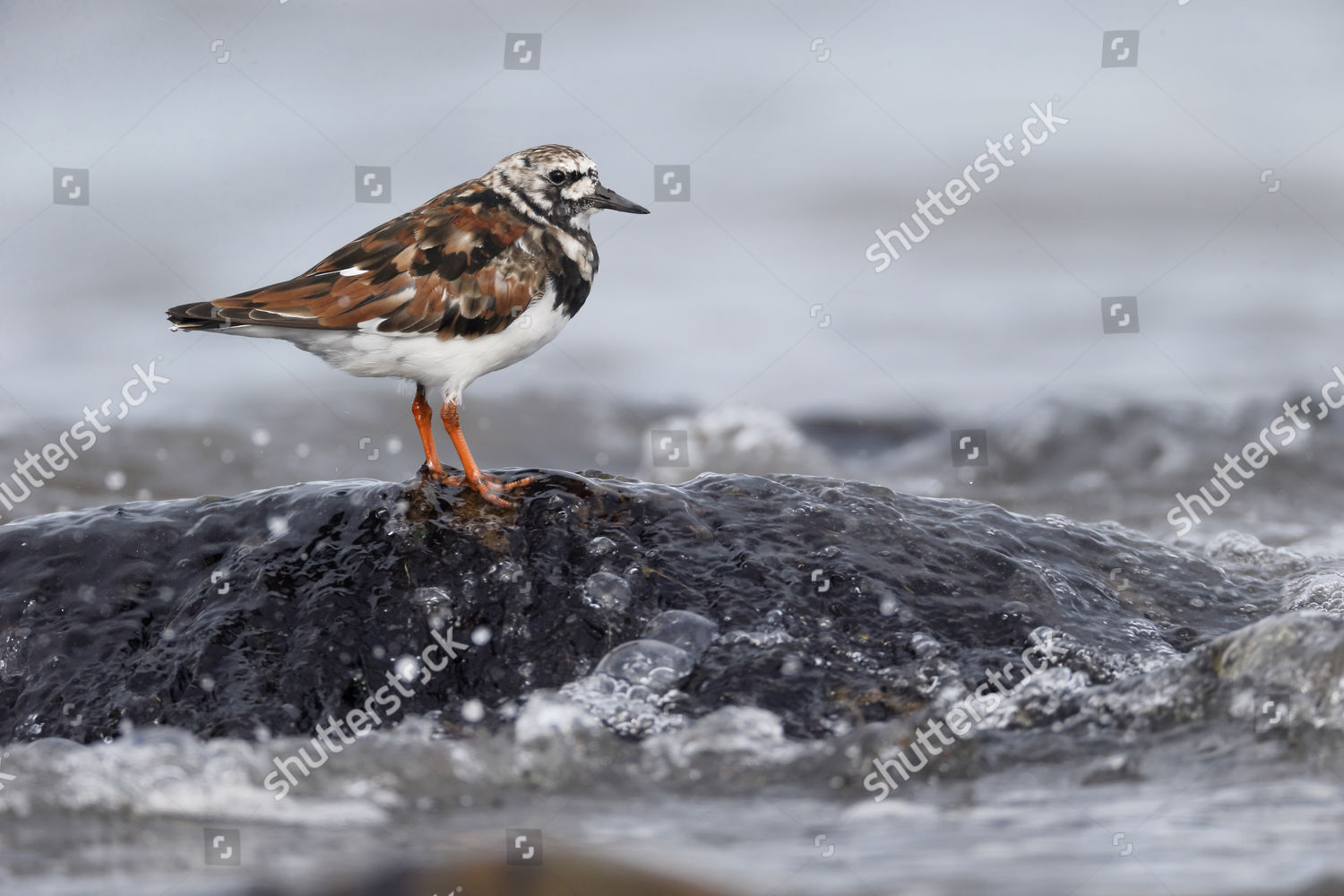 Ruddy Turnstone Arenaria Interpres Adult Breeding Editorial Stock Photo