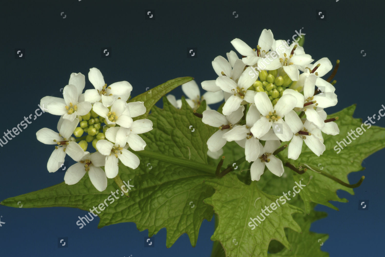 Garlic Mustard Alliaria Officinalis Alliaria Petiolata Editorial Stock