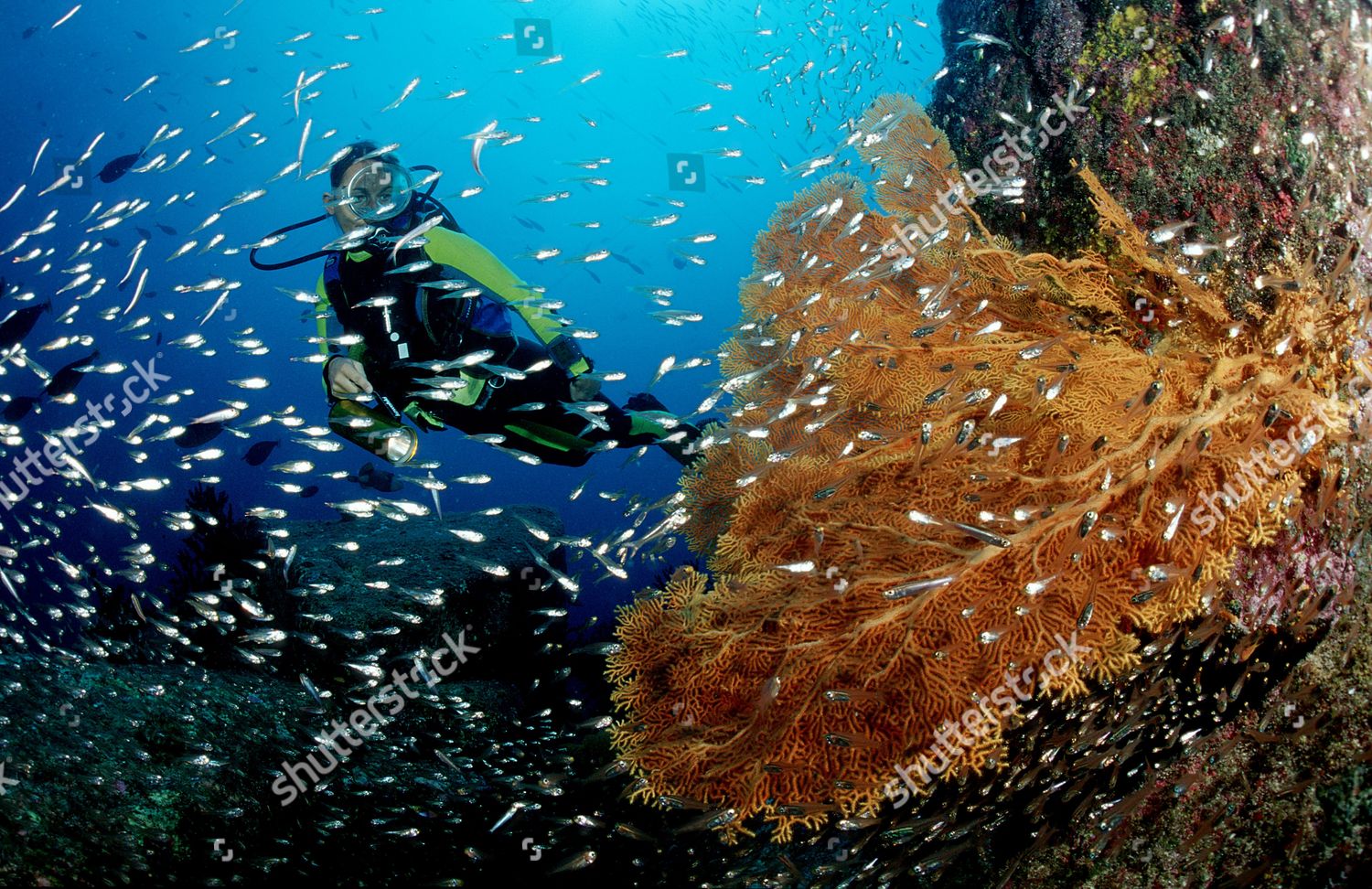 Model Released Scuba Diver Coral Reef Editorial Stock Photo Stock