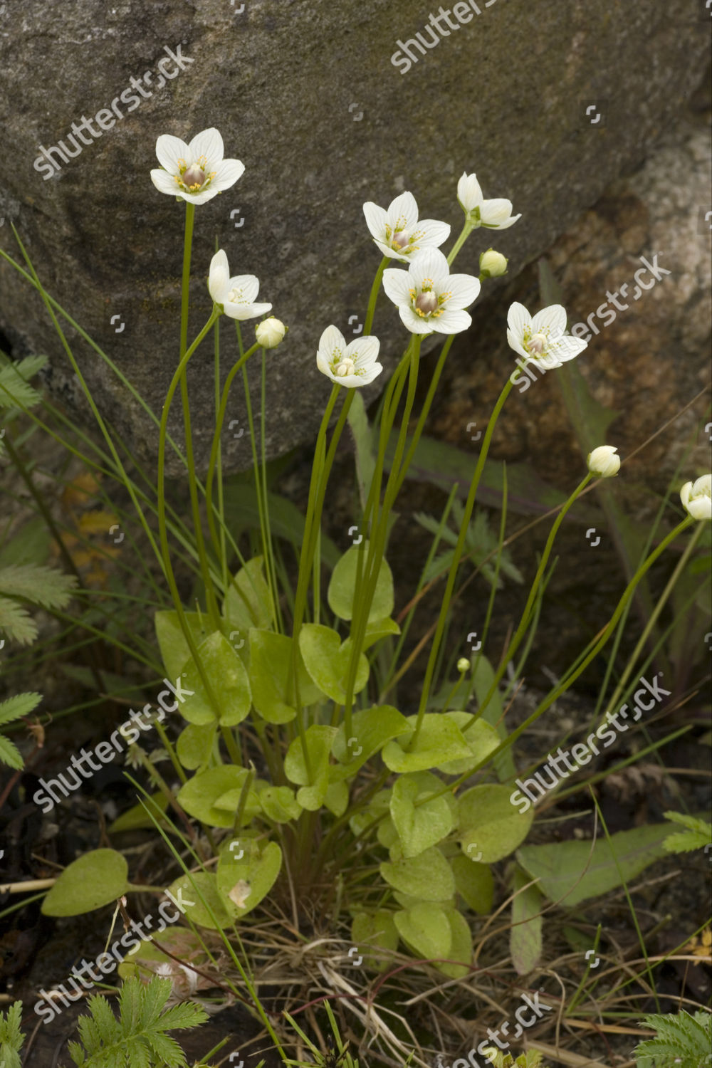 Grass Parnassus Parnassia Palustris Flowering Scotland Editorial Stock