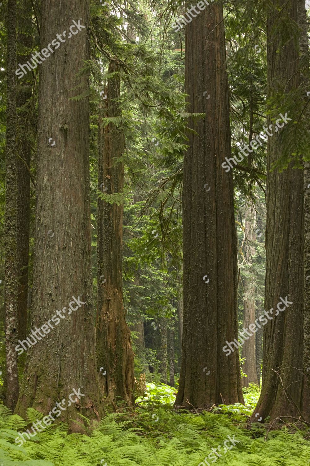 Western Red Cedars Thuja Plicata Trunks Editorial Stock Photo Stock