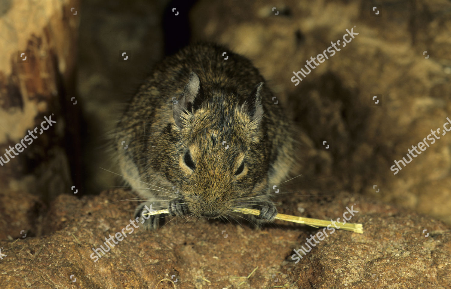 Degu Octodon Degus Adult Feeding Editorial Stock Photo Stock Image