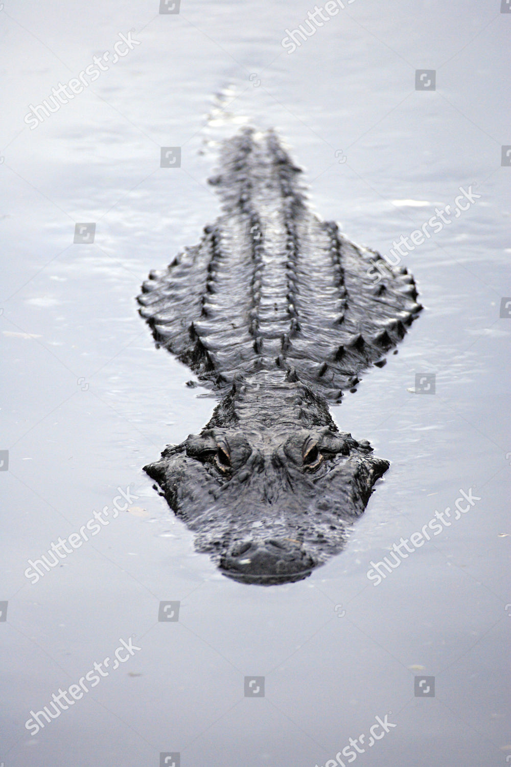 America Alligator Alligator Mississippiensis Adult Swimming Editorial