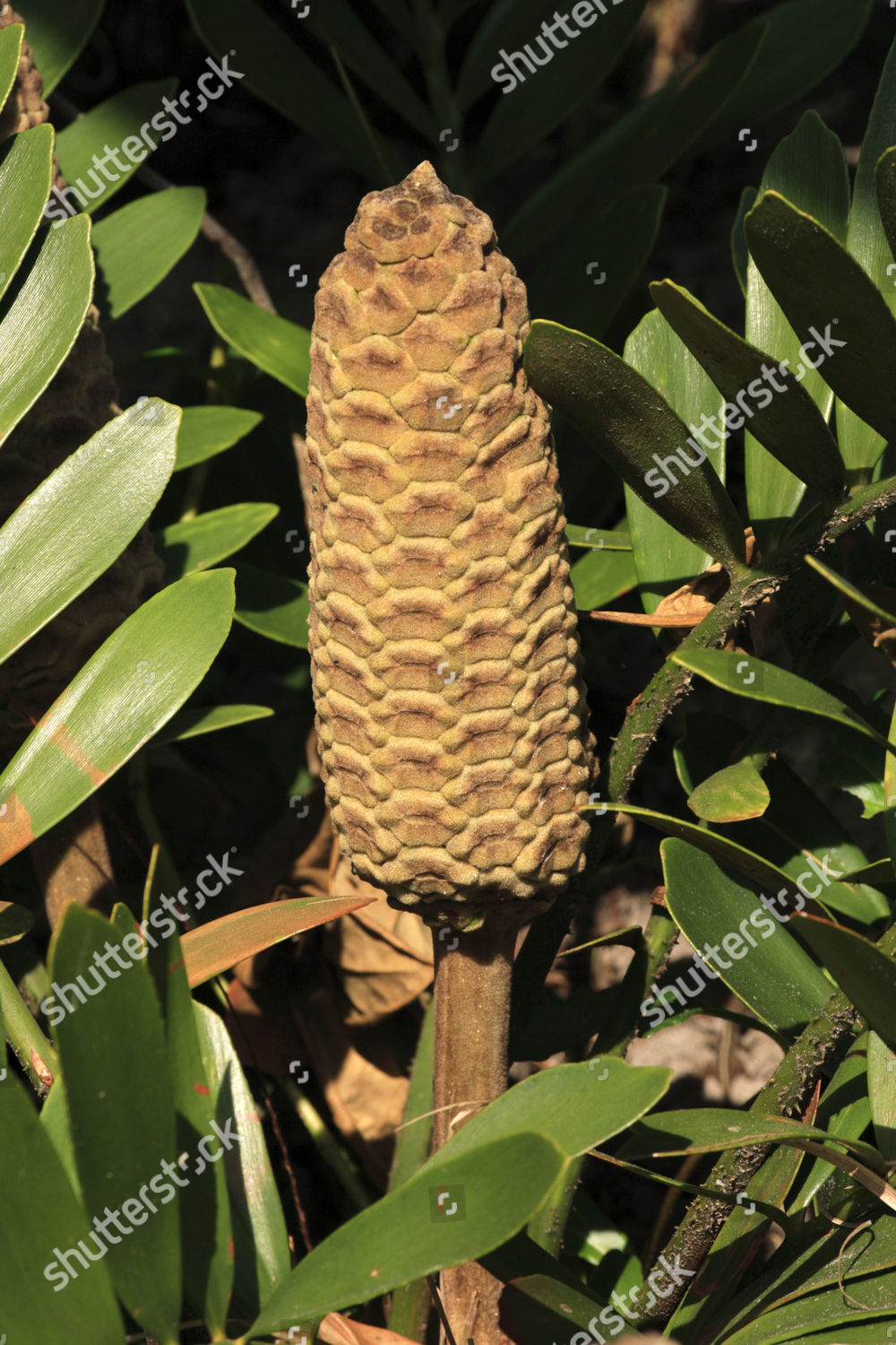 Cardboard Plant Zamia Furfuracea Flowering Mexico Editorial Stock Photo